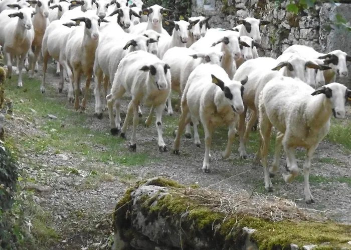 Les Roulottes Du Lot 3*